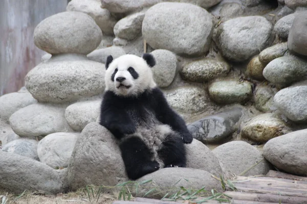Close Happy Little Panda Chengdu Panda Base China — Stock Photo, Image
