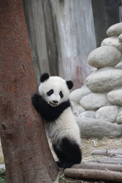 Posa Divertente Piccolo Panda Tenendo Albero Base Del Panda Chengdu — Foto Stock