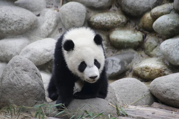 Kis Panda Felfedezi Játszóterét Kínai Chengdu Panda Bázist — Stock Fotó