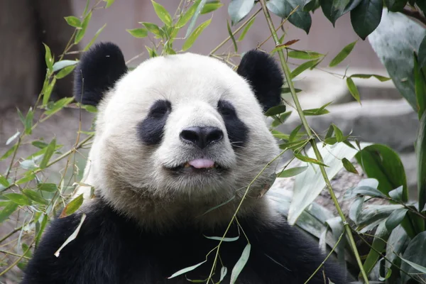 Kinyújtotta Nyelvét Vicces Póza Óriás Panda Chengdu Panda Bázis Kína — Stock Fotó