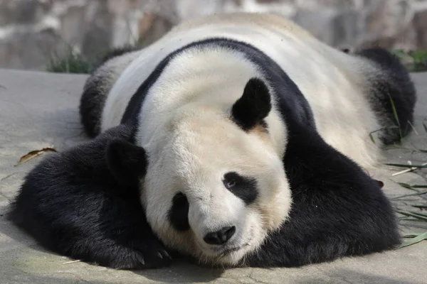 Primer Plano Sleeping Panda Chengdu Panda Base China — Foto de Stock