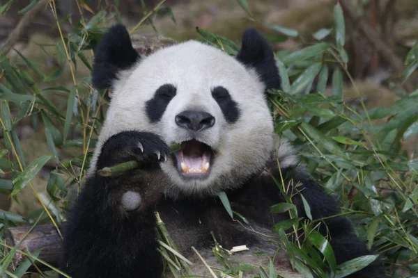 パンダの面白いポーズ 竹を食べながらパンダからの幸せな大きな笑顔 成都パンダ基地 — ストック写真