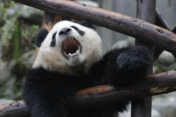 スリーピーパンダ ふわふわパンダは 成都パンダ基地 中国の寧です — ストック写真