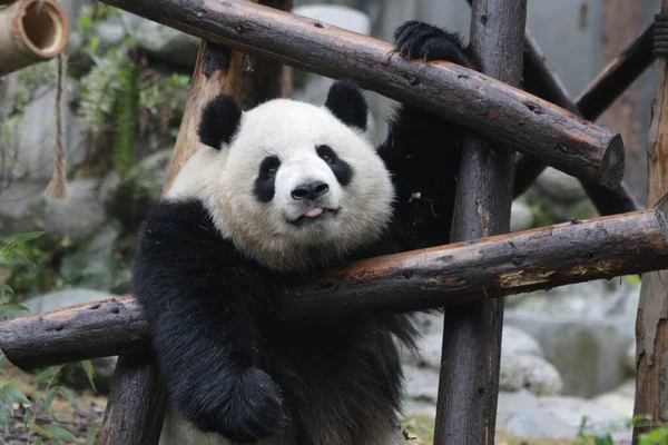 Funny Pose Fluffy Panda Giant Panda Wystawia Swój Język Chengdu — Zdjęcie stockowe