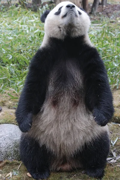 Funny Pose Giant Panda Standing Legs Chengdu Panda Base China — Stock fotografie