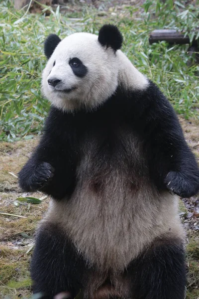 Забавный Образ Гигантской Панды Стоящей Двух Ногах Чэнду Панда Базе — стоковое фото