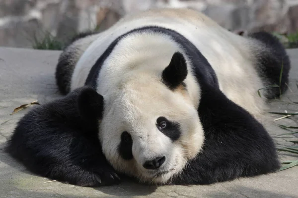Close up Sleeping Panda, Chengdu Panda Base