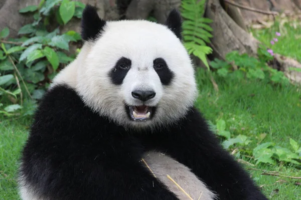 Close Happy Giant Panda China — Fotografia de Stock