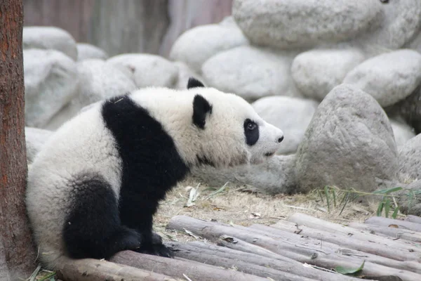 Pequeno Panda Base Panda Chengdu China — Fotografia de Stock