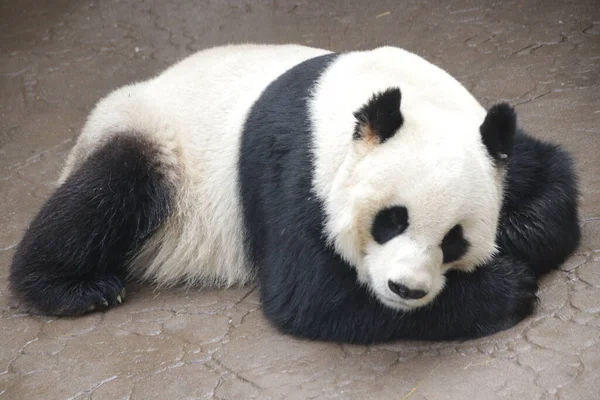 Närbild Sleeping Giant Panda Kina — Stockfoto