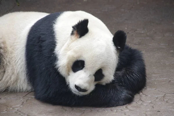 Detailní Záběr Spící Obří Panda Čína — Stock fotografie