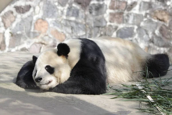 Slapen Giant Panda China — Stockfoto