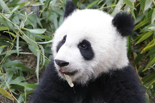Close up a portrait of cute little panda, Chengdu Panda Base