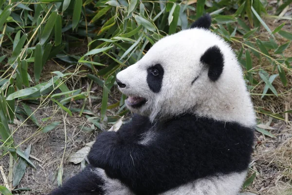 Carino Piccolo Panda Chengdu Panda Base Cina — Foto Stock