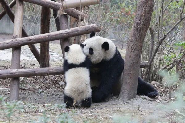 Momento Precioso Mãe Panda Seu Filhote Base Panda Chengdu China — Fotografia de Stock