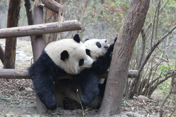 Precious Moment Mother Panda Her Cub Chengdu Panda Base China — Foto de Stock