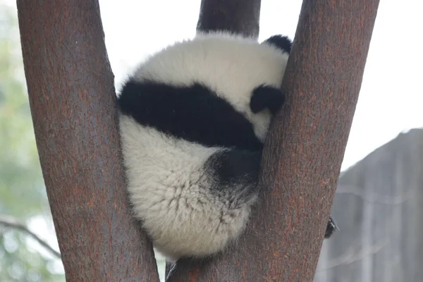 成都市熊猫基地树上的绒毛绒毛小熊猫 — 图库照片