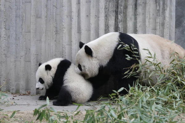 Precious Moment Mother Panda Her Cub Chengdu Panda Base China — Foto de Stock