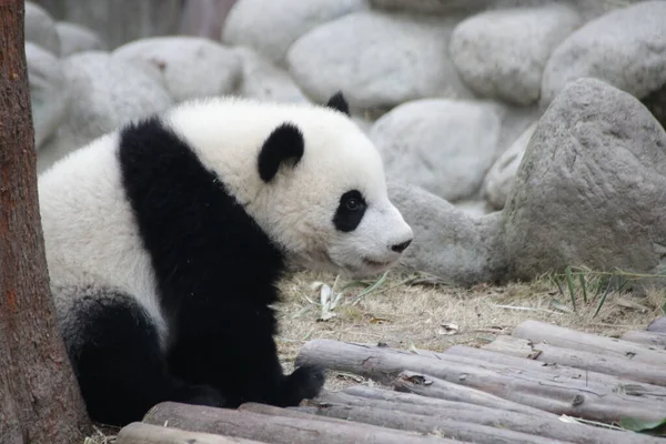 かわいいふわふわパンダを閉じます 成都パンダ基地 — ストック写真