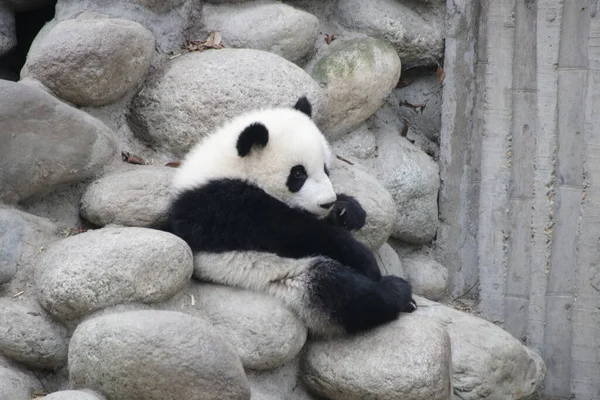 Primer Plano Lindo Pequeño Panda Esponjoso Base Panda Chengdu China — Foto de Stock