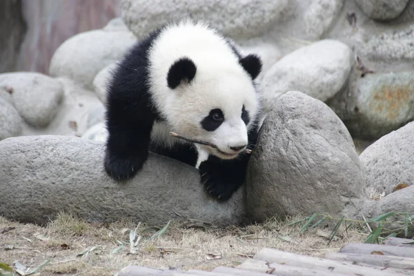 Gros Plan Mignon Petit Panda Moelleux Base Panda Chengdu Chine — Photo