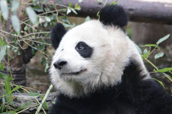 Detailní Záběr Giant Panda Tvář Chengdu Panda Základna Čína — Stock fotografie