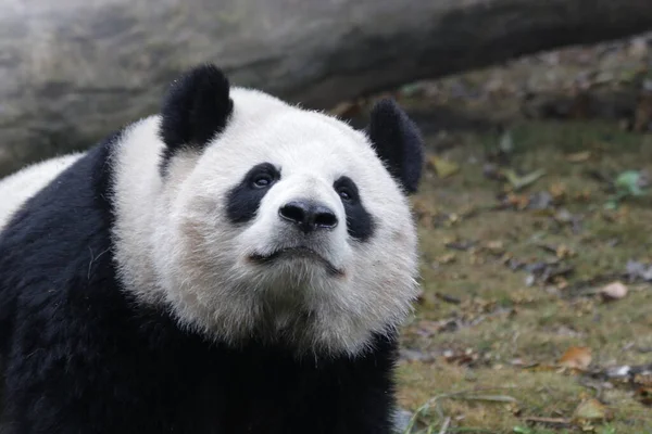 Tæt Giant Panda Face Chengdu Panda Base Kina - Stock-foto