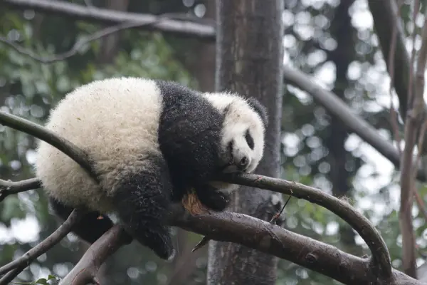 Funny pose of sleeping panda on the Tree, Chengdu Panda Base, China