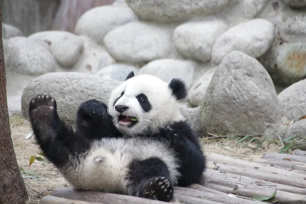 Aranyos Kis Bolyhos Panda Chengdu Panda Bázis Kína — Stock Fotó