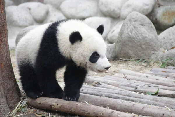 Lindo Pequeño Panda Esponjoso Base Panda Chengdu China — Foto de Stock