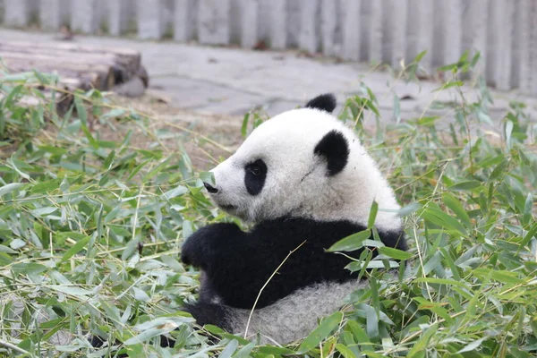Carino Morbido Piccolo Panda Chengdu Panda Base Cina — Foto Stock