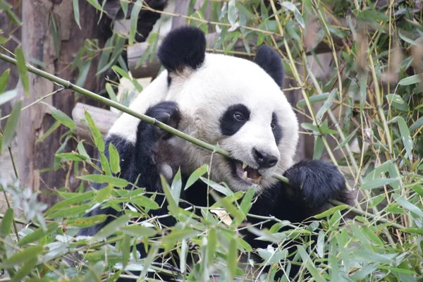 Закройте Happy Panda Eating Bamboo Leaves China — стоковое фото