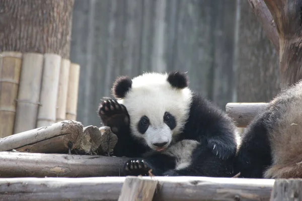 Happy Little Panda Chengdu Panda Base Chine — Photo