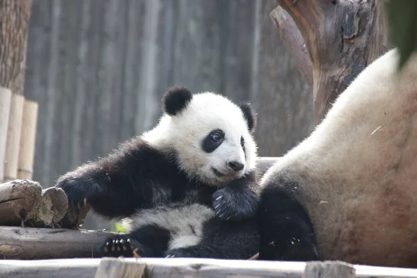 Happy Little Panda Base Panda Chengdu China — Fotografia de Stock