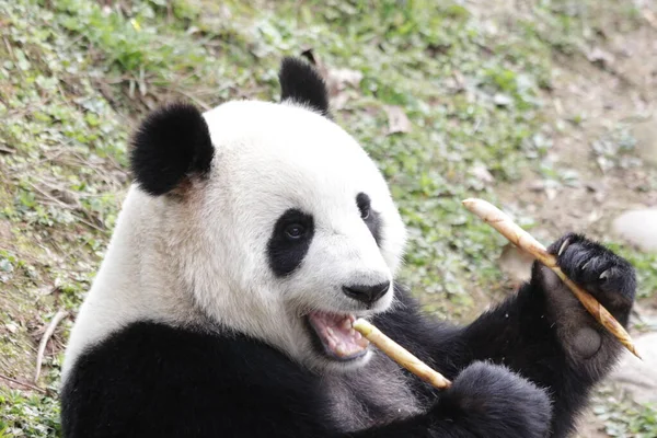 Close up happt panda eating Bamboo Shoot, Chengdu Panda Base, China