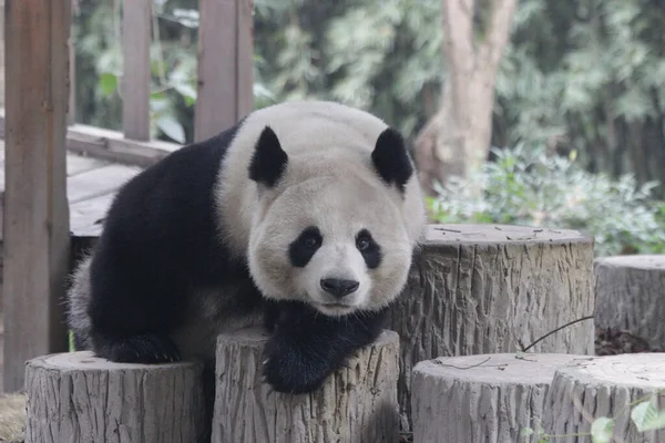 Dev Panda 'nın komik duruşu Wood Structure, Chengdu Panda Üssü, Çin