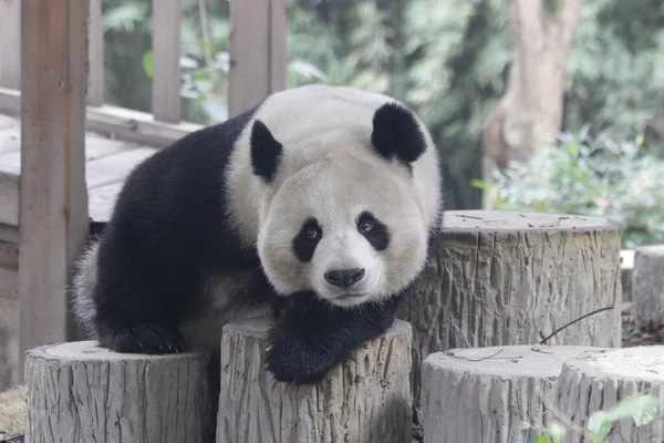 Vicces Pózban Óriás Panda Faszerkezetben Chengdu Panda Bázis Kína — Stock Fotó