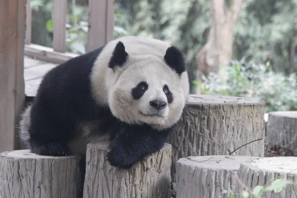 Roll Eyes Funny Pose Giant Panda Chengdu Panda Base Cina — Foto Stock