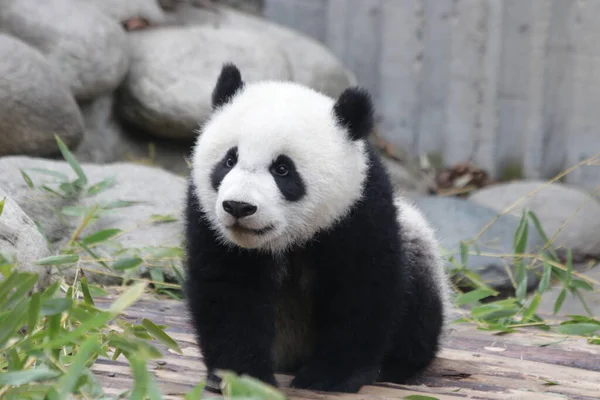 中国成都盘达基地 可爱的小熊猫正在学习吃竹子 — 图库照片