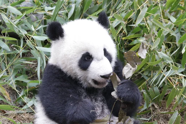 Piccolo Panda Carino Sta Imparando Mangiare Bambù Base Chnegdu Panda — Foto Stock