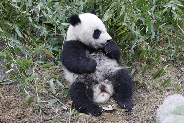 Piccolo Panda Carino Sta Imparando Mangiare Bambù Base Chnegdu Panda — Foto Stock