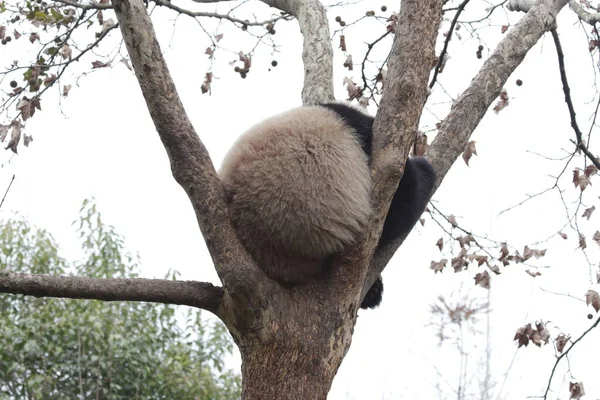 中国成都熊猫基地树上的小绒毛熊猫 — 图库照片