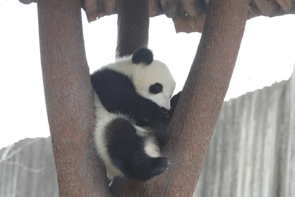 Malá Načechraná Panda Stromě Základna Chengdu Panda Čína — Stock fotografie