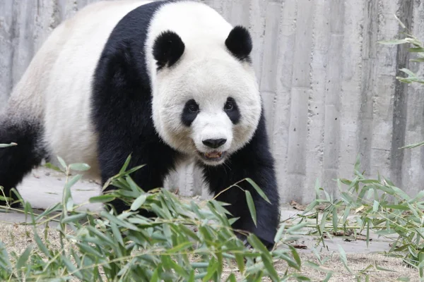 中国成都熊猫基地游乐场的大熊猫窝 — 图库照片