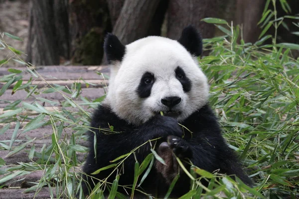 成都熊猫基地快乐大熊猫吃竹叶特写 — 图库照片