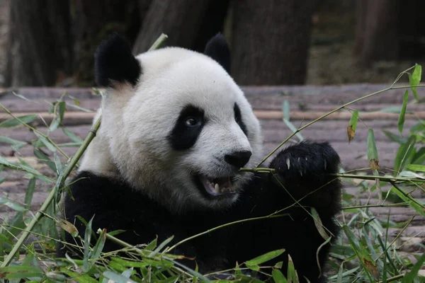 Közelkép Happy Panda Eating Bamboo Leaves Chengdu Panda Bázis Kína — Stock Fotó