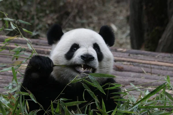 成都パンダ基地竹の葉を食べるハッピーパンダを閉じる — ストック写真