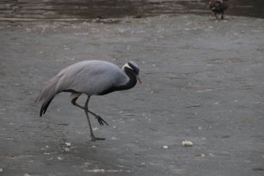 Bir Demoiselle Crane (Grus virgo), ayrıca Anthropoides başak olarak da bilinir..