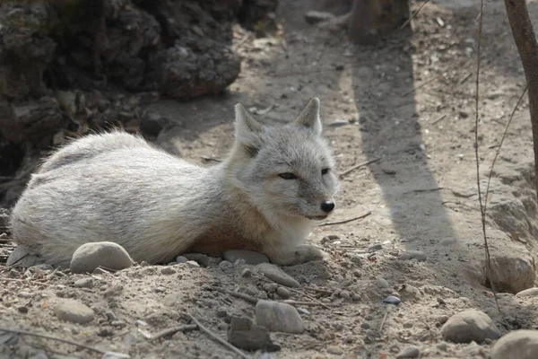 Fechar Bonito Arctic Fox — Fotografia de Stock