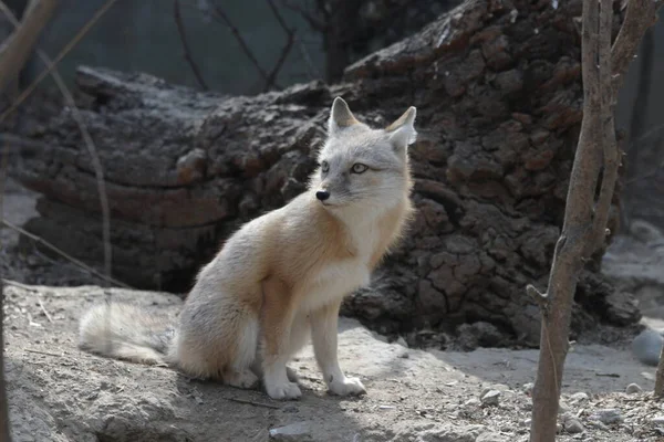 Fechar Bonito Arctic Fox — Fotografia de Stock